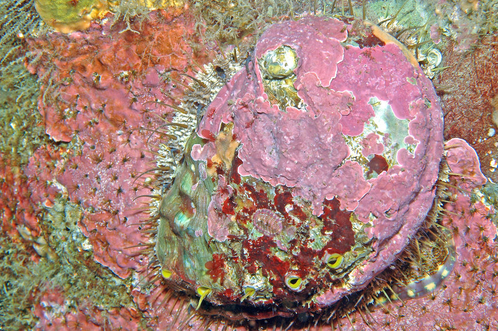 Delicious and now endangered Can the pinto abalone make a comeback